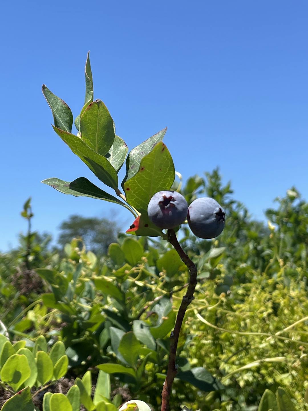 Cover Image for blueberry bliss: the blueberry cookie strain