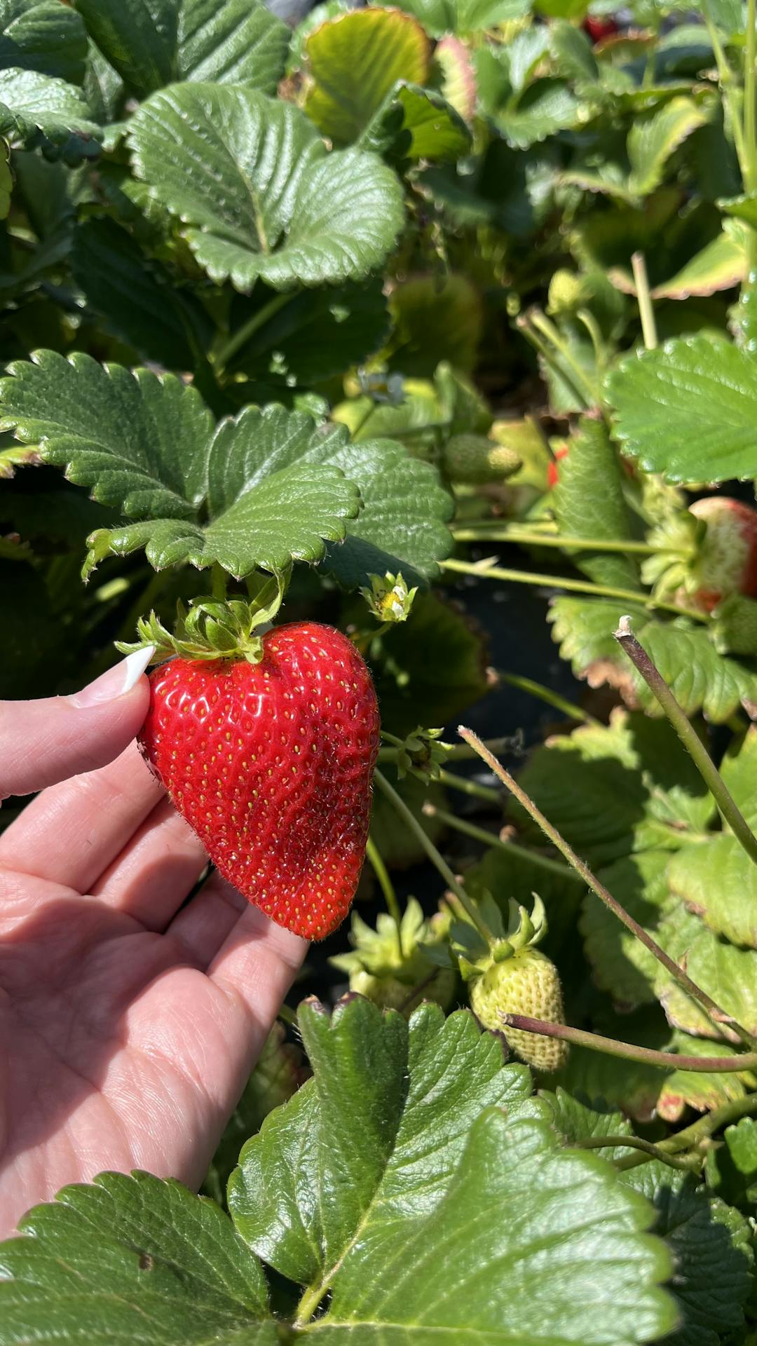 Cover Image for cough no more: the strawberry cough strain