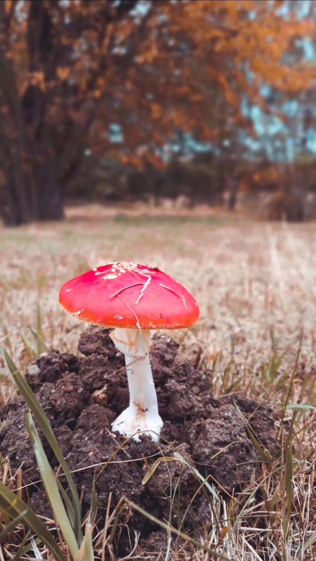 Cover Image for exploring functional mushroom drinks