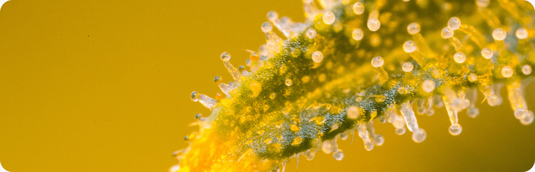 Cover Image for what are terpenes?