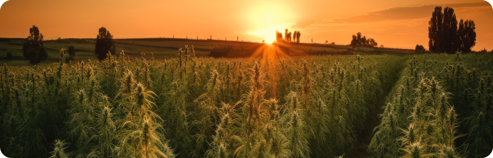 Cover Image for what’s going on with the 2023 farm bill and THC products?